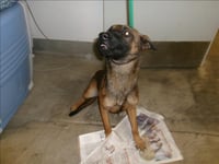 SNEEZY - Photo 1