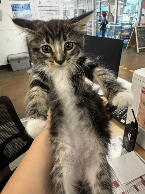 A2294157 - Domestic Short Hair available for adoption