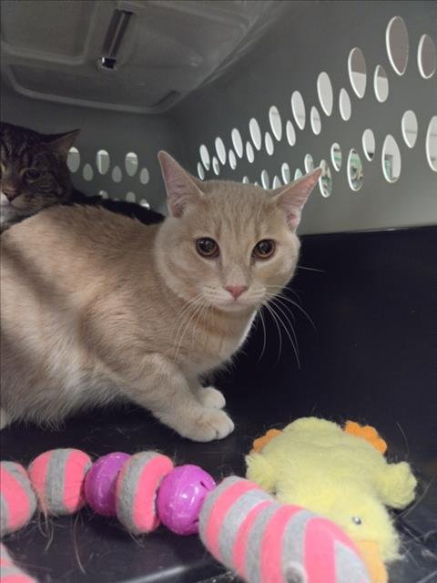 GIVENCHY - Domestic Long Hair available for adoption