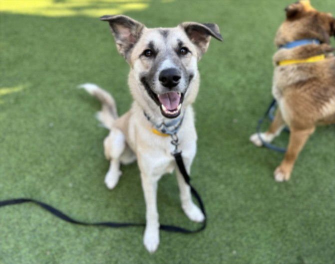 BIRDIE - Black Mouth Cur available for adoption