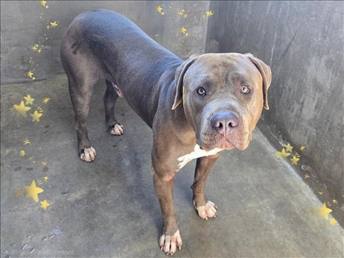 JETT - Neapolitan Mastiff / Pit Bull Terrier available for adoption