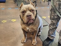 SAM - Photo 1