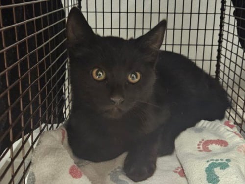 CHULO - Domestic Short Hair available for adoption