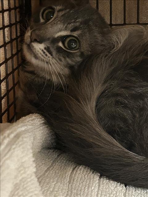 RITA Image