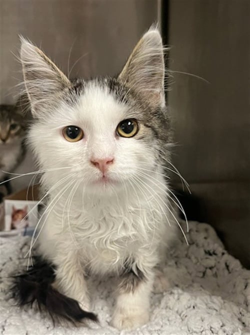 A2288041 - Domestic Short Hair available for adoption