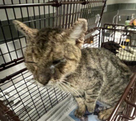 A2288308 - Domestic Short Hair available for adoption