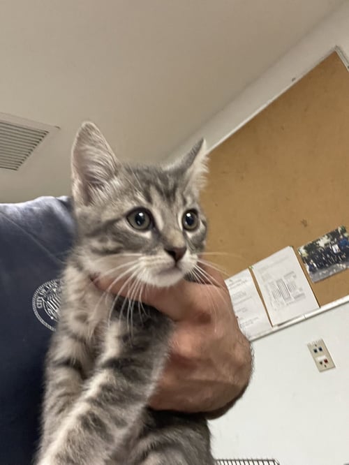A2286524 - Domestic Short Hair available for adoption