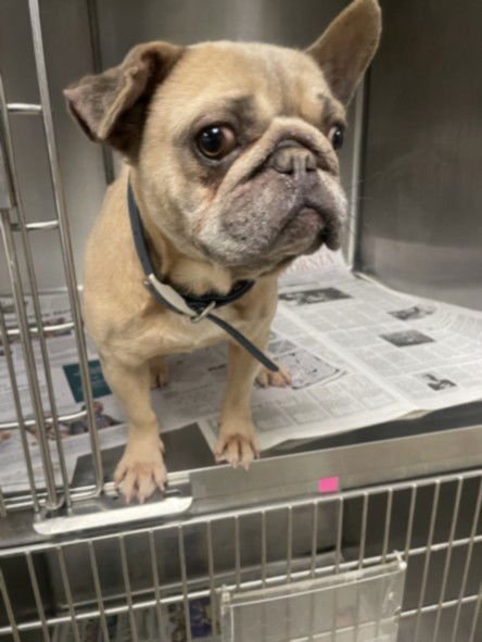 REBA - French Bulldog available for adoption