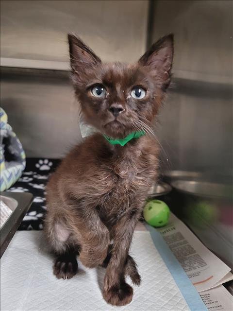 SCOOBY - Domestic Short Hair available for adoption