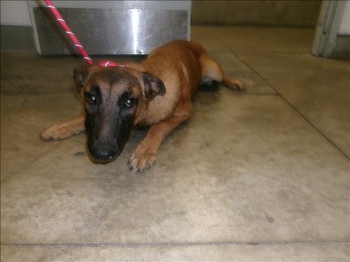 HAPPY - Belgian Shepherd Malinois available for adoption