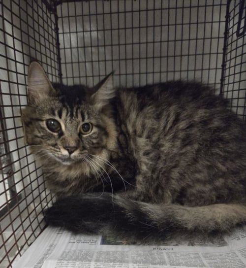 AXEL - Domestic Medium Hair available for adoption
