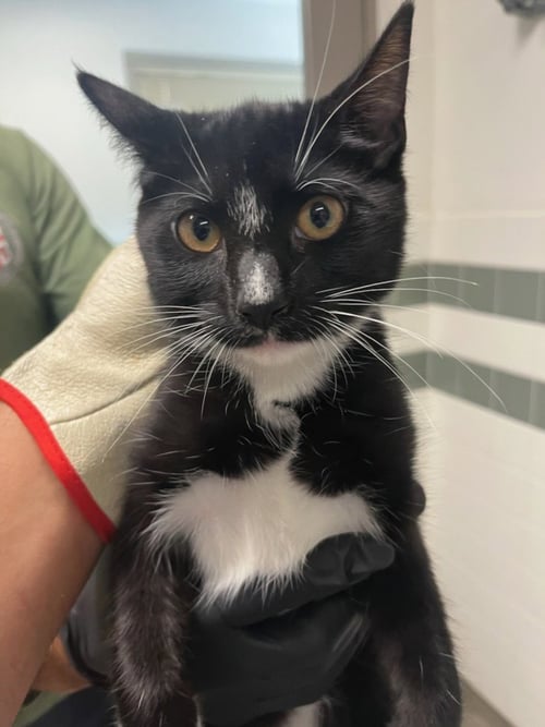 ALAMO - Domestic Medium Hair available for adoption
