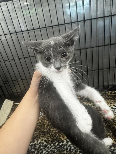 CINDERELLA - Domestic Short Hair available for adoption