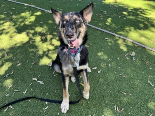 CANNON - Beauceron available for adoption