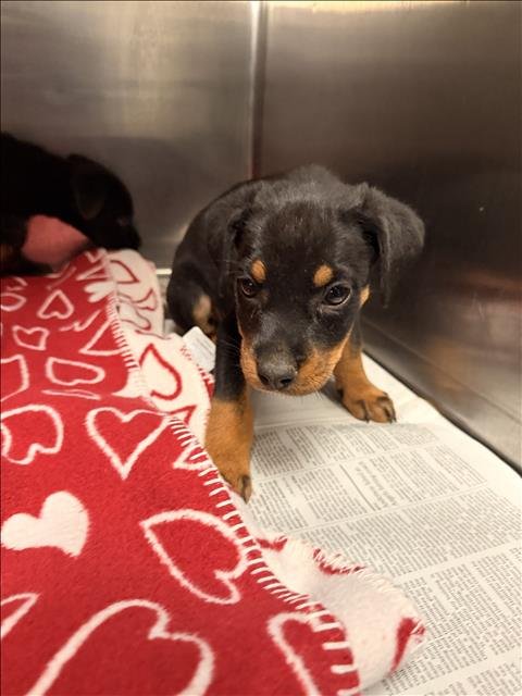 KIN - Rottweiler available for adoption
