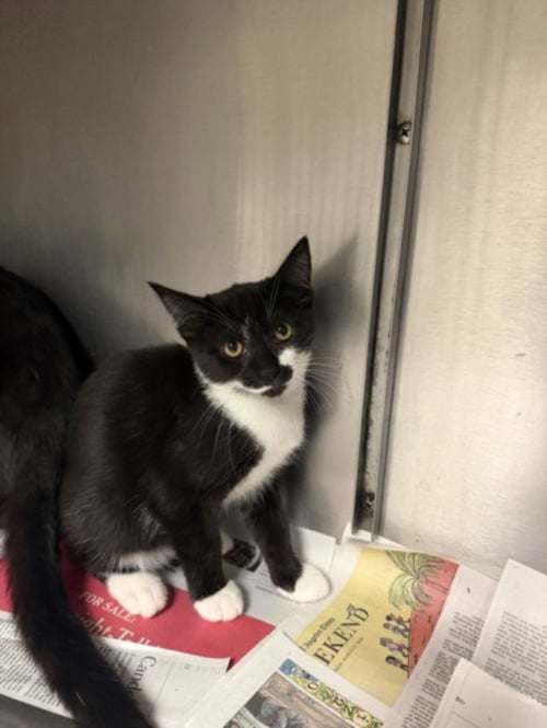 CUZZO - Domestic Short Hair available for adoption