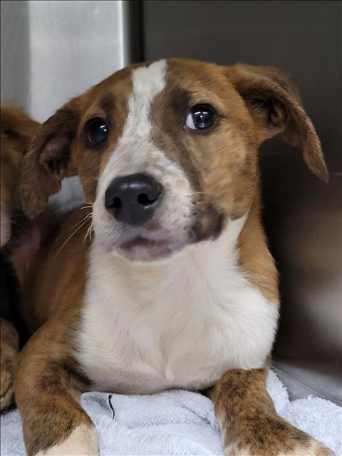 NORRIS - Husky available for adoption