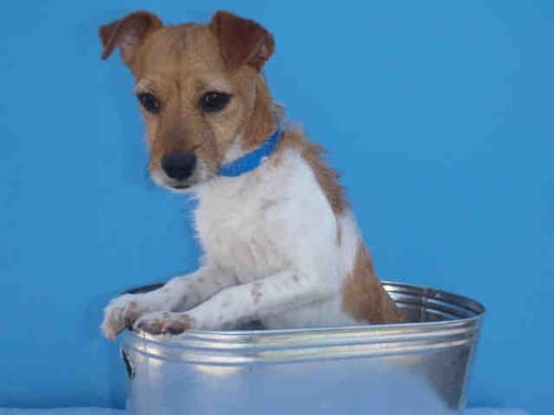 LEO - Jack Russell Terrier (Parson Russell Terrier) available for adoption