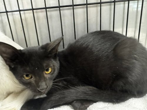 GHOSTFACE - Domestic Short Hair available for adoption