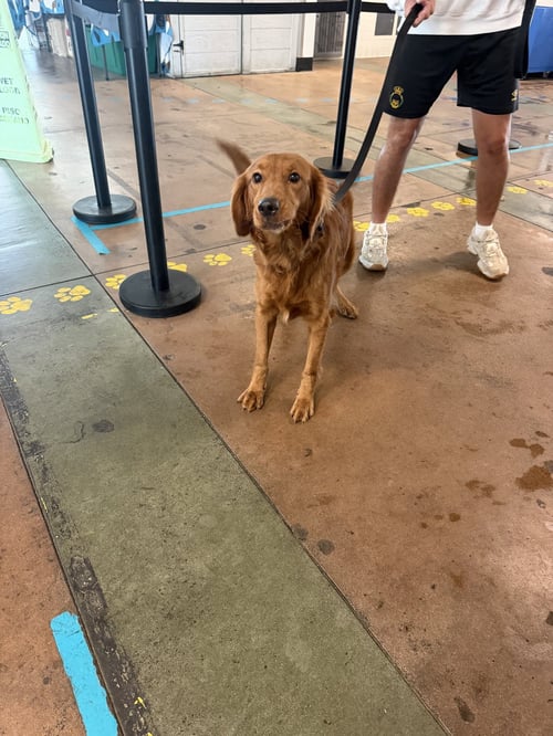 MILO - Golden Retriever available for adoption