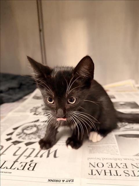 VAMPIRE - Domestic Short Hair available for adoption