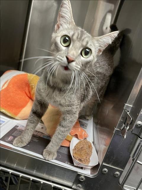 AMORE - Domestic Short Hair available for adoption