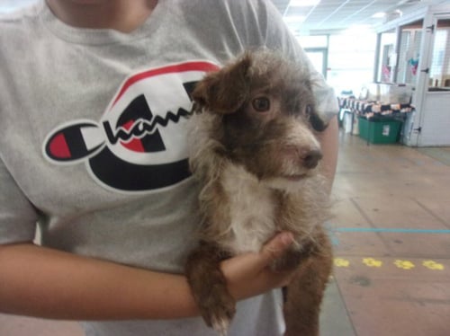 FINCH - Toy Fox Terrier available for adoption