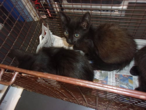 COAL - Domestic Short Hair available for adoption