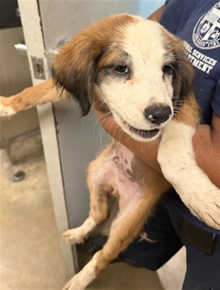 TAI - Boxer available for adoption