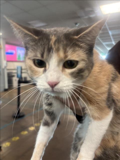 UMBRA - Domestic Short Hair available for adoption