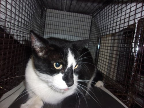 NARIS - Domestic Medium Hair available for adoption