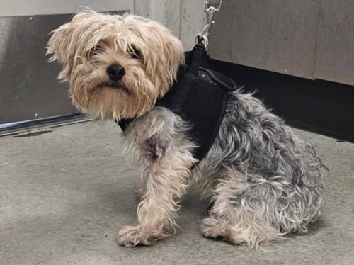 PETER PAN - Yorkshire Terrier Yorkie available for adoption