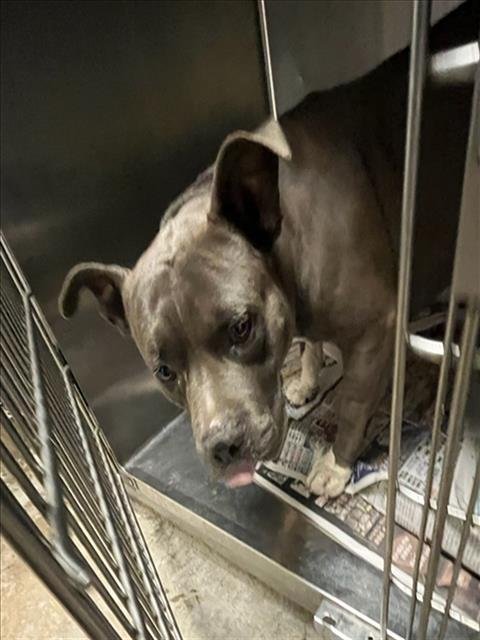 NICO - American Staffordshire Terrier available for adoption