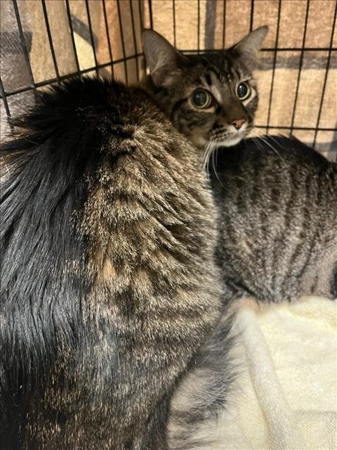 A1804031 - Domestic Short Hair available for adoption