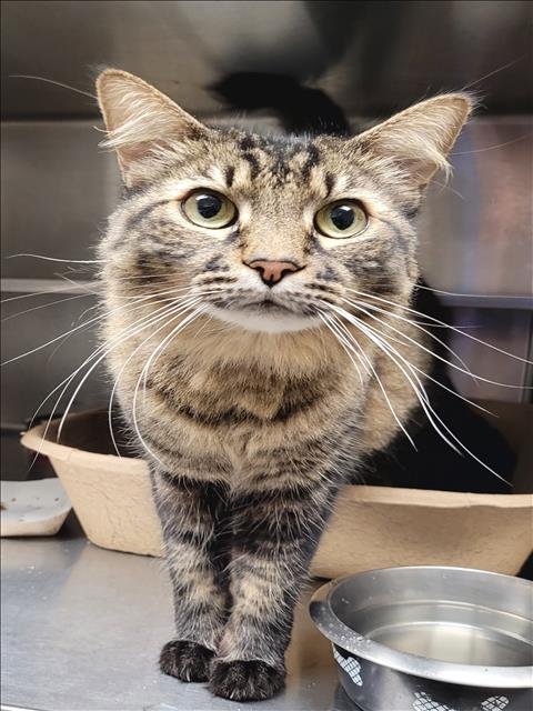 NALA - Domestic Medium Hair available for adoption