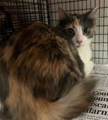 BLOSSOM - Domestic Long Hair available for adoption