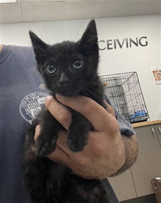 BOBBY - Domestic Short Hair available for adoption
