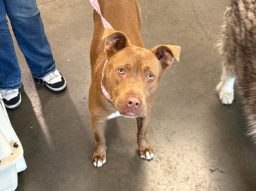 CANELA - Staffordshire Bull Terrier available for adoption