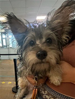 YOSHI - Yorkshire Terrier Yorkie available for adoption