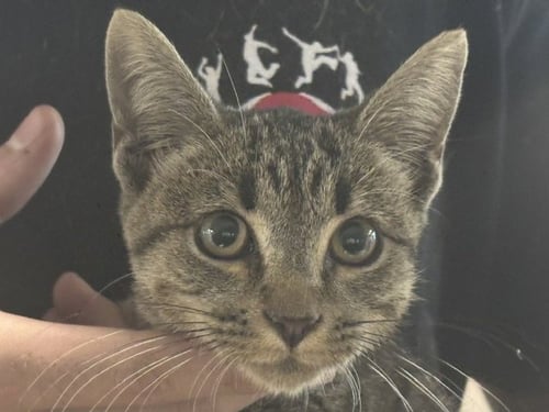 HAVEN - Domestic Short Hair available for adoption