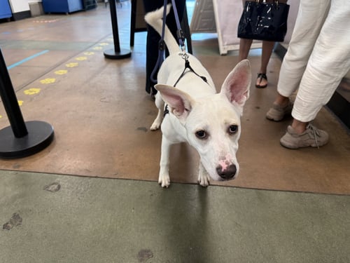 LUCA - Basenji available for adoption