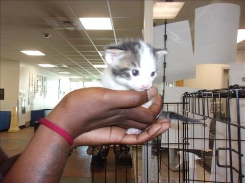 LULO - Domestic Medium Hair available for adoption