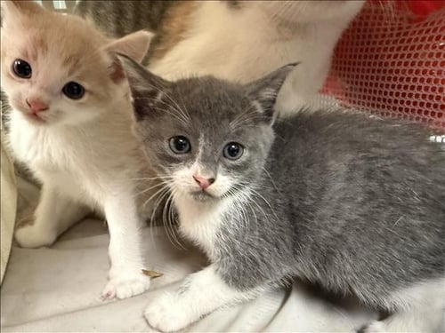 A2294790 - Domestic Short Hair available for adoption