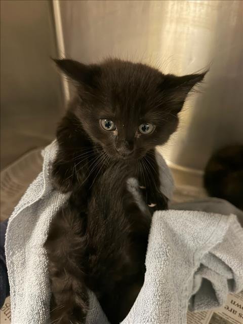 ODELL - Domestic Short Hair available for adoption