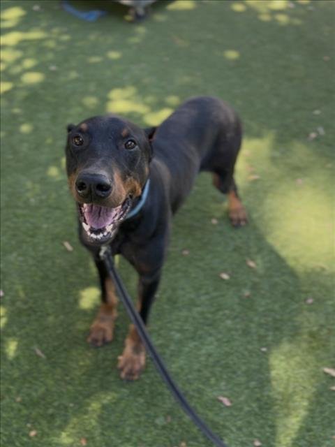 NORM - Doberman Pinscher available for adoption