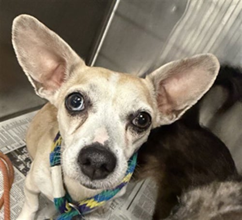 BRENDA - Chihuahua available for adoption