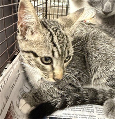YUKI - Domestic Short Hair available for adoption