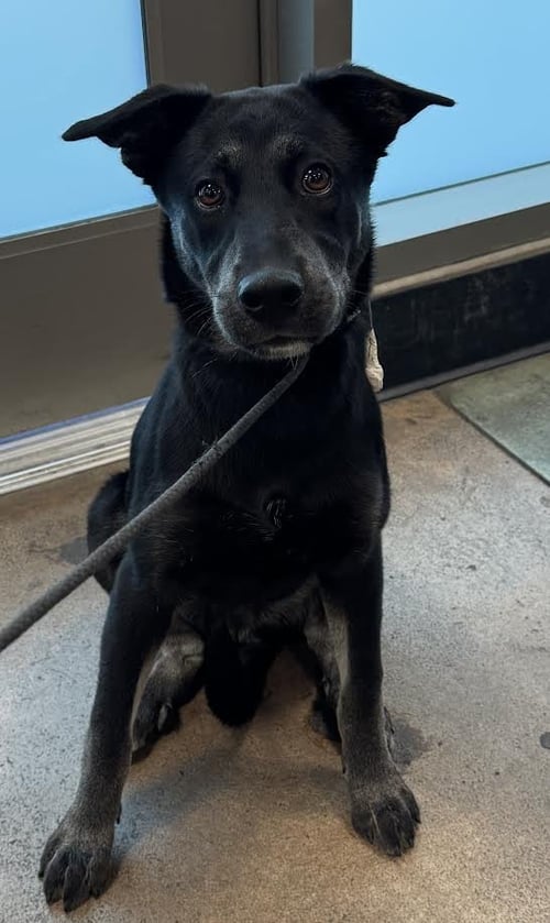 BOLT - Australian Kelpie available for adoption