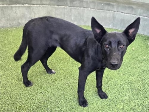 RONDA - Labrador Retriever available for adoption