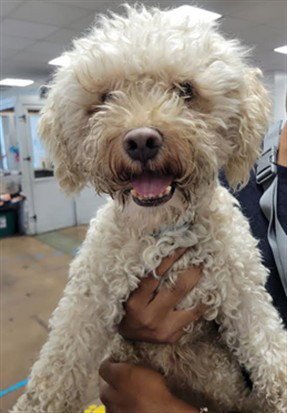 FLUFFY - Poodle (Miniature) available for adoption